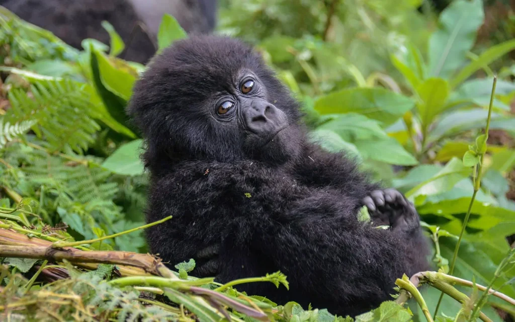 pick-and-transfer-safaris