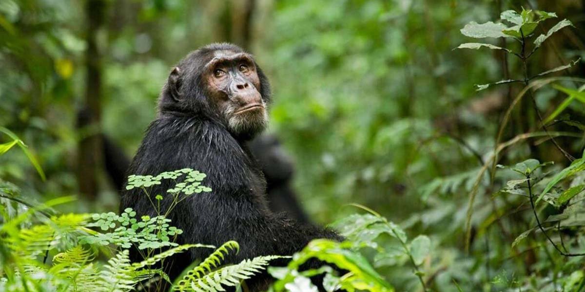 Uganda Safaris